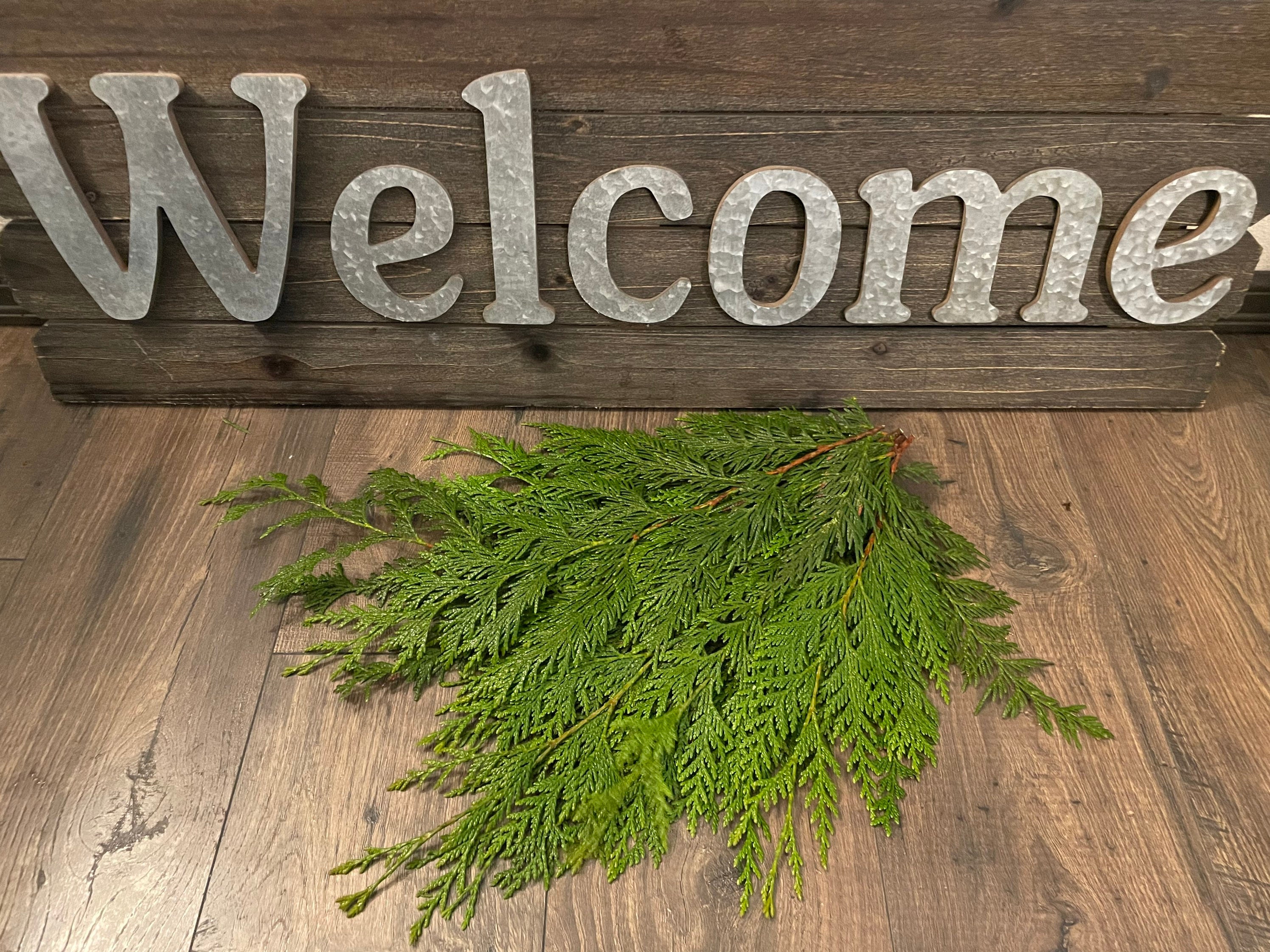 10 Piece Beautiful Cedar Branches Twigs Tips From the PNW Etsy