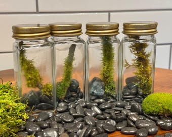 Mini terrario de ramitas de musgo en tarro de cristal para especias, kit de bosque en un tarro con musgo y ágata, regalo único e irrepetible