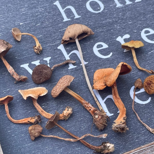 5 piece Random assortment of mixed dried fungi mushrooms for resin jewelry crafts fairy decor etc