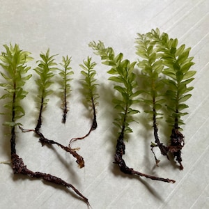 May include: A collection of seven green moss plants with brown roots. The plants are arranged in a row on a white surface.