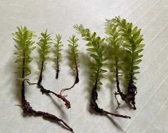 Insignia musgo Plagiomnium especies piezas de musgo terrarios vivarios jardines de hadas 3 piezas +