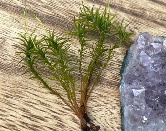 10 pieces of Atrichum undulatum moss for terrariums fairy gardens crafts