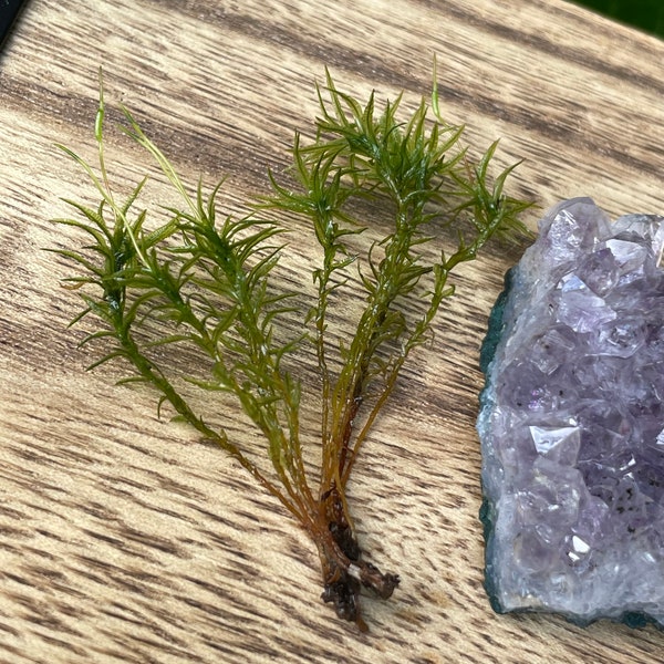 10 pieces of Atrichum undulatum moss for terrariums fairy gardens crafts