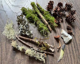 Paquete de forraje forestal: musgo, líquenes, piñas, setas y plumas - Suministros para jardines de hadas