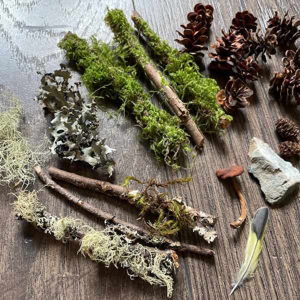 Mini random Forest forage pack moss lichen mushroom rock hemlock cones sticks feather for fairy gardens, terrariums & embellishments