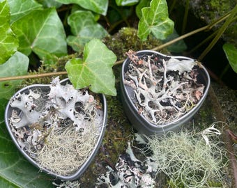 Mini caja de corazón con líquenes vivos: Suministros para jardines de hadas