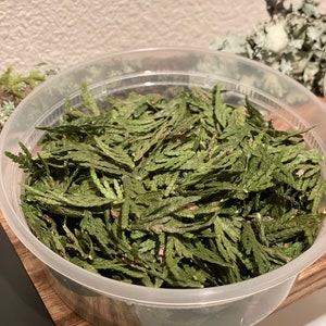 May include: A clear plastic container filled with dried green cedar leaves. The leaves have a textured appearance and are arranged in a loose pile. The container sits on a wooden surface.