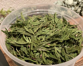Dried Western Red Cedar Tips, PNW, DIY Projects