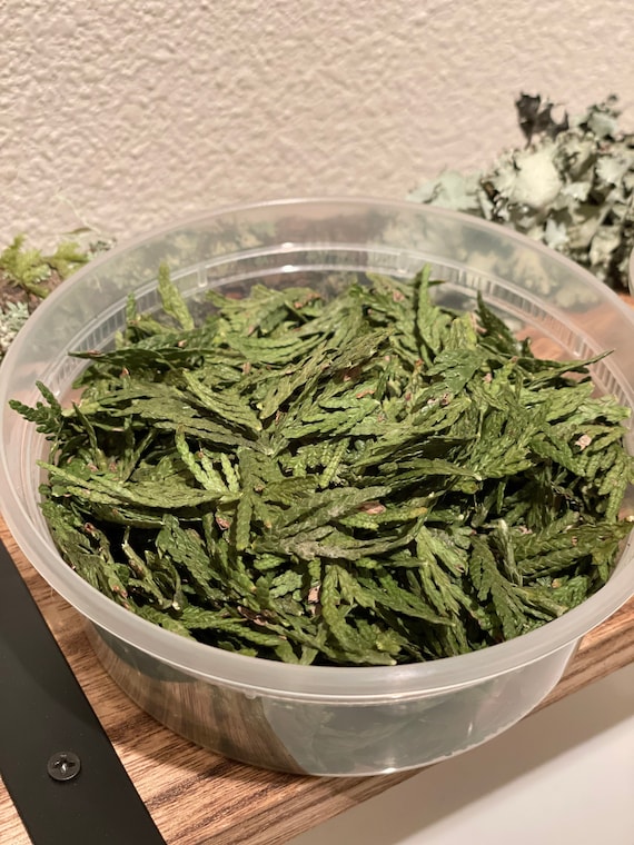Dried Western Red Cedar Tips, PNW, DIY Projects