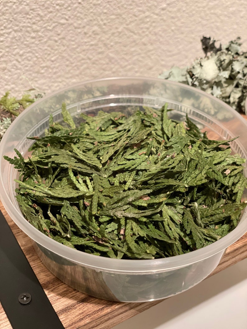 May include: A clear plastic container filled with dried green cedar leaves. The leaves have a textured appearance and are arranged in a loose pile. The container sits on a wooden surface.