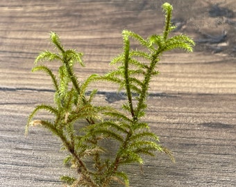 3+ pc of unique Rhytidiadelphus Loreus Little shaggy lanky feather moss for terrariums fairy gardens crafts etc