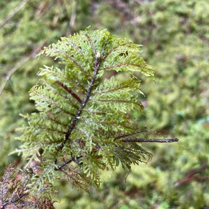 3 pc of Live unique stairstep stair step glitter moss Hylocomium Splendens for terrarium fairy gardens DIY Ethically foraged fern feather image 3