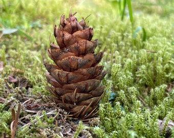 20 piñas de abeto Douglas naturales: decoración rústica para bodas y bricolaje