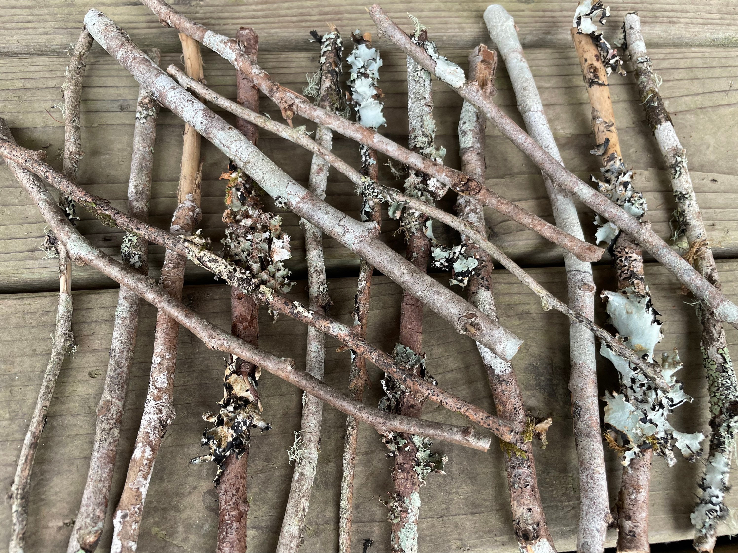 Dried Birch Twigs, DRIED Limited
