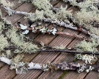 Palitos de liquen: 10 ramitas verde pálido del Noroeste del Pacífico para jardines de hadas