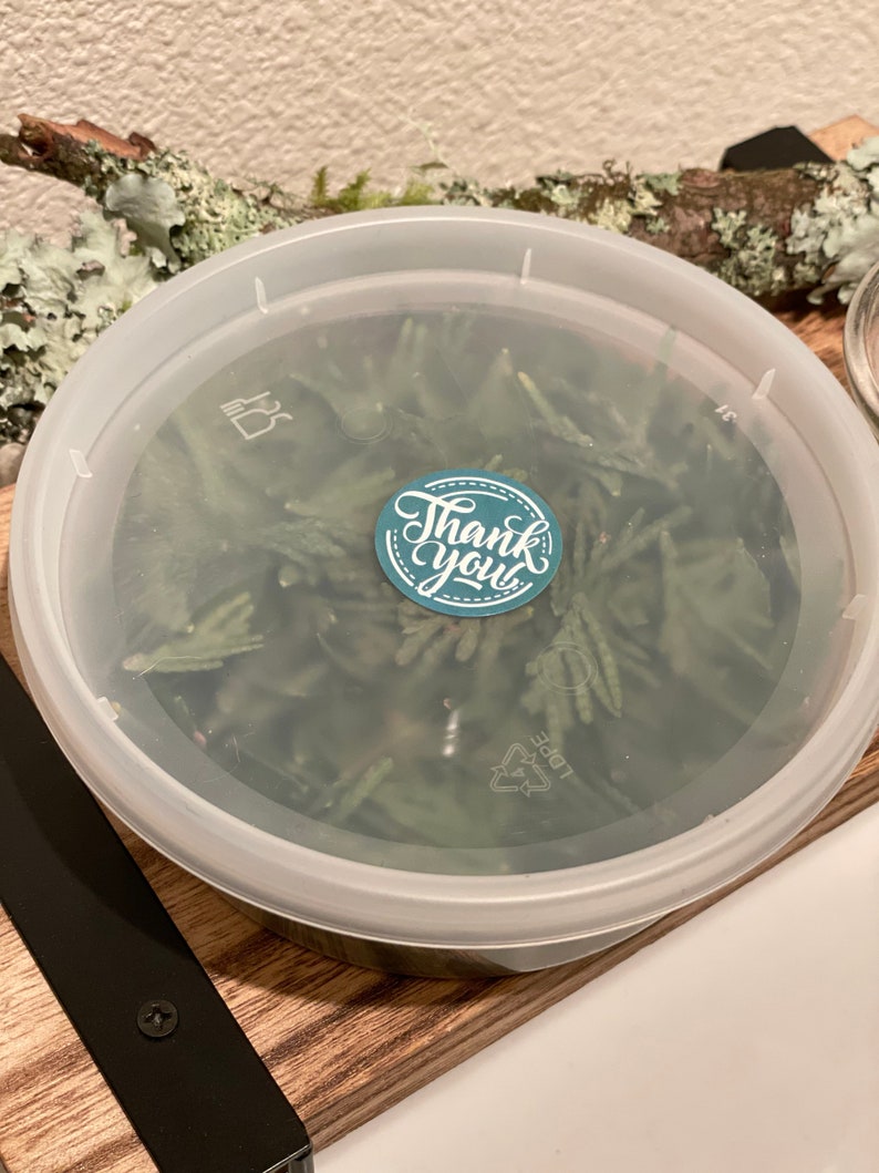 May include: A clear plastic container filled with green foliage, sealed with a clear lid. A teal and white sticker with the words "Thank You" is on the lid. The container sits on a wooden surface.
