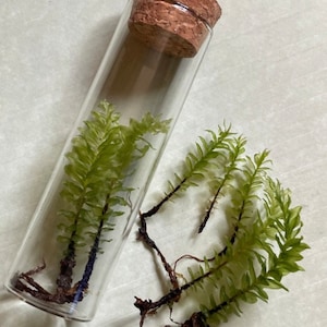 May include: A glass test tube with a cork stopper filled with green moss. The moss has brown roots and is growing inside the tube. There are also several pieces of moss with roots outside of the tube.