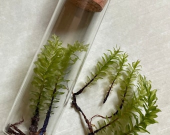 Badge moss plagiomnium insigne terrarium glass jar vial mini forest aquarium