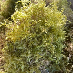 Live moss freshly foraged from our maple tree branches use in diy terrariums kokedama etc