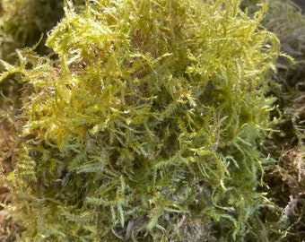 Musgo de arce fresco y vivo para terrarios y kokedamas caseros