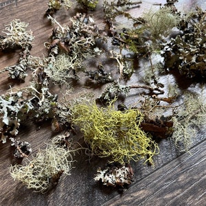 May include: A collection of dried lichen in various shades of green, gray, and white. The lichen is spread out on a wooden surface.