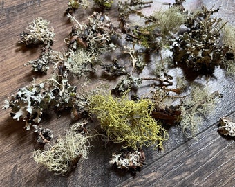 Surtido de líquenes secos: decoración floral natural para jardines de hadas y joyería de resina