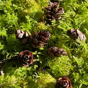 100+ Mini Hemlock Cones: Natural DIY Craft Supplies