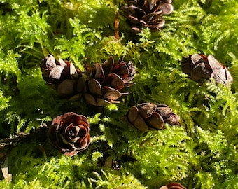 Más de 100 mini conos de cicuta: materiales naturales para manualidades