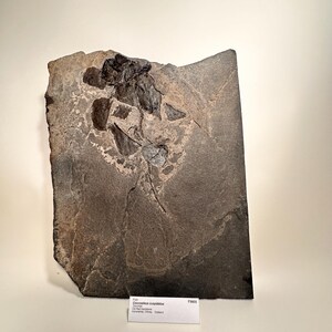May include: A fossilized fish specimen, Coccolepis cuspidatus, embedded in a dark gray stone slab. The fossil's details are visible within the stone, with a small label at the bottom. The stone has a rectangular shape with irregular edges.