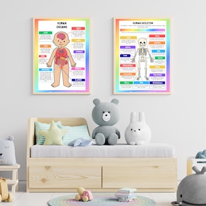 Può includere: Due poster didattici incorniciati su un muro. Uno mostra gli organi umani, l'altro uno scheletro umano. I poster hanno un bordo arcobaleno e sono nella stanza di un bambino con giocattoli.