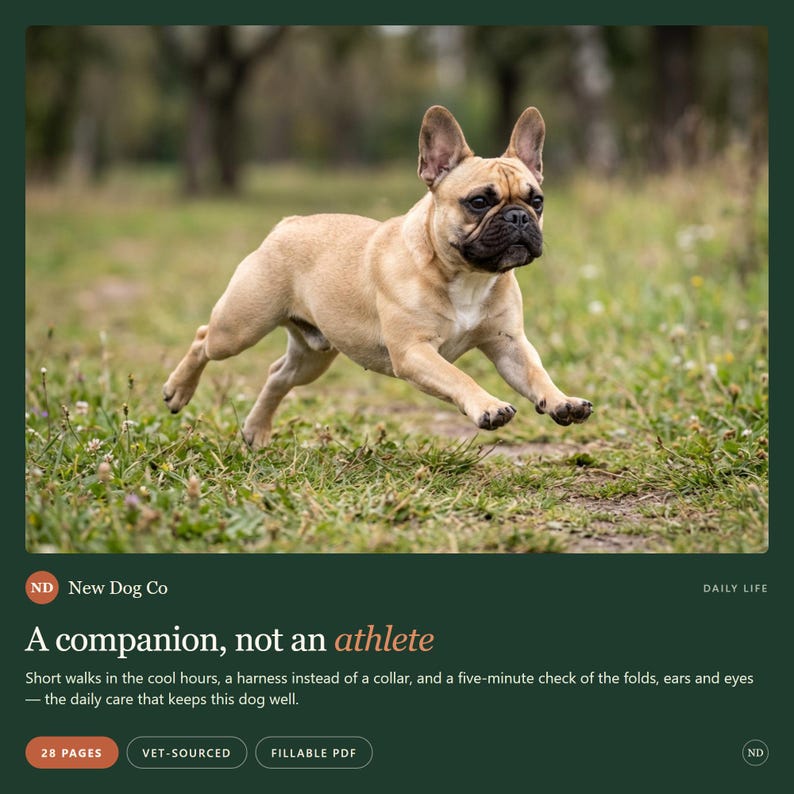 K&ouml;nnte beinhalten: Eine beige Franz&ouml;sische Bulldogge mit schwarzer Schnauze rennt &uuml;ber eine Wiese. Der Text lautet: New Dog Co, A companion, not an athlete, Short walks in the cool hours, a harness instead of a collar, and a five-minute check of the folds, ears and eyes.