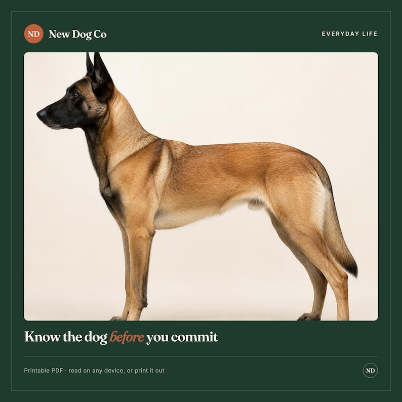 Op de afbeelding: Een Belgische herdershond staat in profiel tegen een lichte achtergrond. De afbeelding bevat de tekst New Dog Co, Everyday Life en Know the dog before you commit. De onderste tekst geeft aan dat het een printbare PDF is voor elk apparaat.
