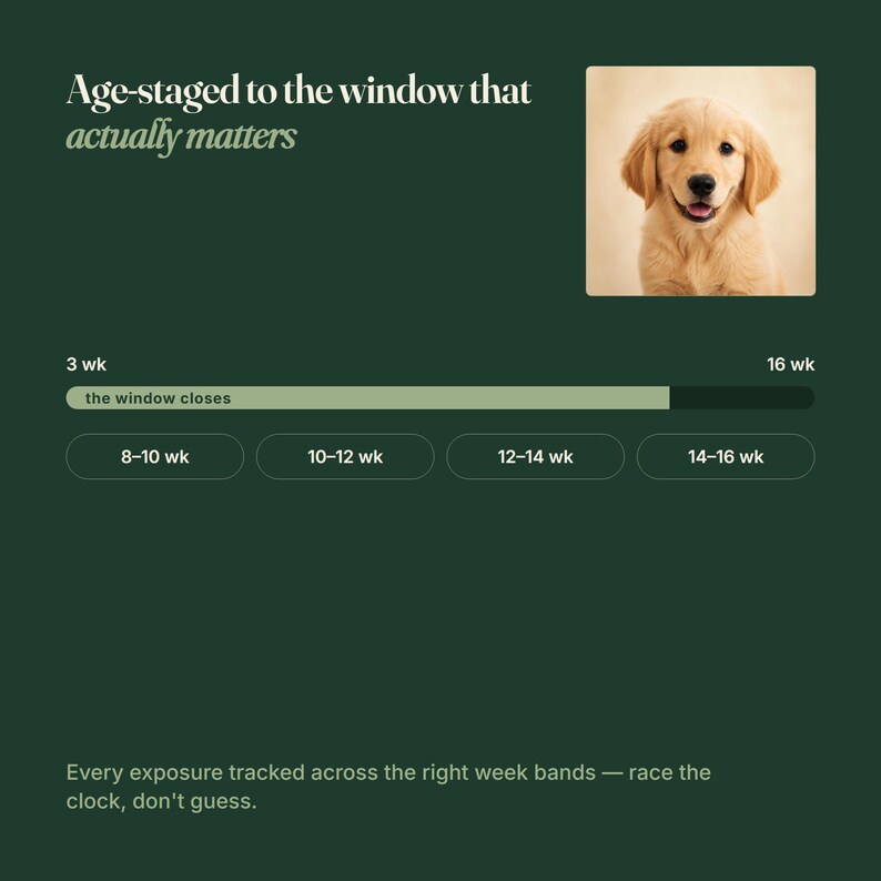May include: A dark green infographic titled Age-staged to the window that actually matters, featuring a photo of a golden puppy. It includes a progress bar labelled the window closes, week ranges from 3 wk to 16 wk, and the text Every exposure tracked across the right week bands &mdash; race the clock, don't guess.