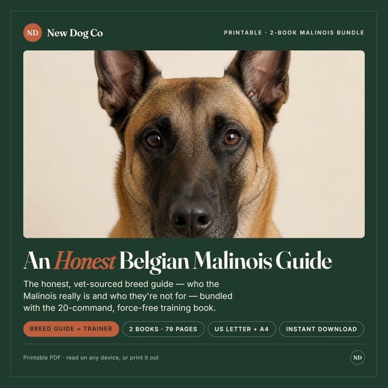 Op de afbeelding: Een digitaal productoverzicht voor een bundel van 2 boeken over de Belgische Mechelse herder, getiteld An Honest Belgian Malinois Guide. De afbeelding toont een bruine en zwarte Mechelse herder, met tekst over een 79-pagina tellende gids en trainingsboek.