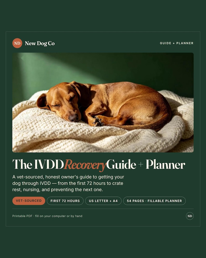 Op de afbeelding: Een digitale gids en planner getiteld The IVDD Recovery Guide + Planner van New Dog Co. Het document toont een bruine teckel die slaapt op een cr&egrave;mekleurige gebreide deken. Het bevat secties voor dierenartsadvies en 54 pagina's in totaal.