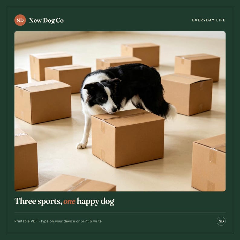 May include: A black and white Border Collie dog stands among several brown cardboard shipping boxes. The image includes the text New Dog Co, EVERYDAY LIFE, and Three sports, one happy dog. The dog is positioned near a central box.