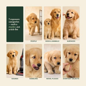 May include: An educational infographic featuring seven golden retriever puppies in various scenarios. Text reads: 7 exposure categories &mdash; each a tracker, not a tick-list. Categories include People, Dogs & Animals, Surfaces, Sounds, Handling, Novel Places, and Everyday Objects.