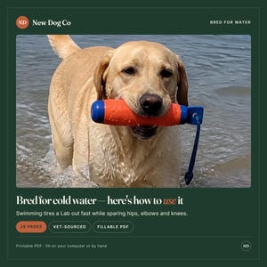 Ägarguide för Labrador Retriever | Handbok för valpvård, hälsa och träning från veterinärer (ifyllbar PDF) bild 7