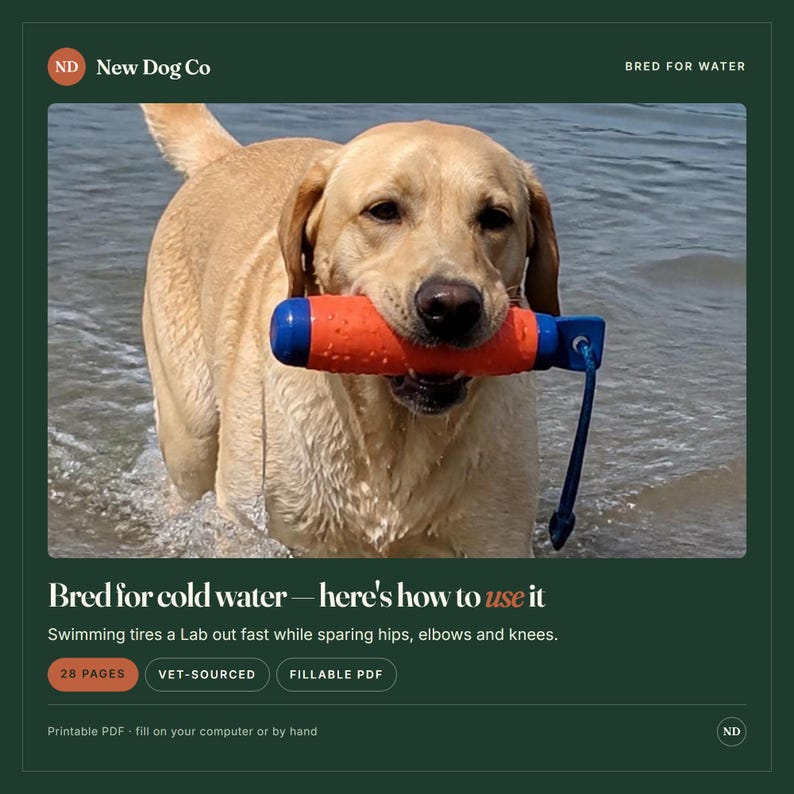 Ägarguide för Labrador Retriever | Handbok för valpvård, hälsa och träning från veterinärer (ifyllbar PDF) bild 7