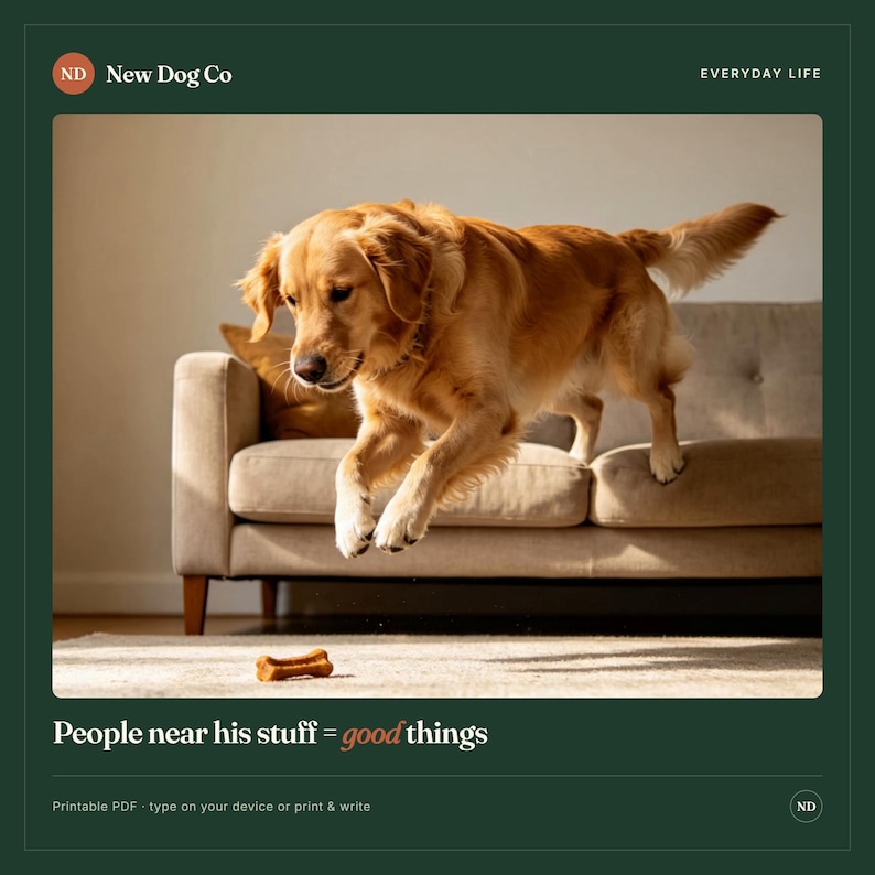 May include: A golden retriever dog mid-air, jumping off a beige sofa towards a small brown treat on the floor. The text reads New Dog Co, Everyday Life, and People near his stuff = good things. The dog has long golden fur and a fluffy tail.