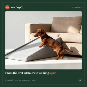 Op de afbeelding: Een lichtgrijze, wigvormige huisdierenhelling met een viltachtige textuur tegen een beige bank. Een bruine teckel staat op de helling. De tekst "New Dog Co", "EVERYDAY LIFE" en "From the first 72 hours to walking again" is zichtbaar.