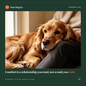 Peut inclure: Un chien &eacute;pagneul de couleur dor&eacute;e reposant sa t&ecirc;te sur les genoux d'une personne. L'image contient le texte New Dog Co, Everyday Life, et la citation Comfort is a relationship you tend, not a rank you claim, ainsi que Printable PDF - fill on your computer or by hand.