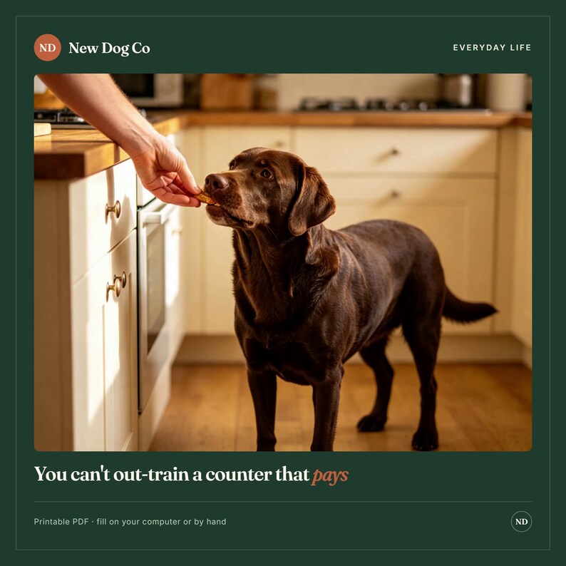 May include: A chocolate Labrador retriever stands in a kitchen, receiving a treat from a person. The image features the text New Dog Co, Everyday Life, and the phrase You can't out-train a counter that pays, with a note about a printable PDF.