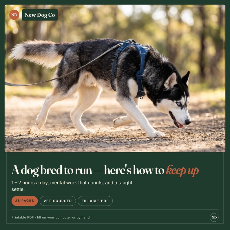May include: A black and white husky dog wearing a blue harness and leash, with text reading: A dog bred to run&mdash;here's how to keep up. 1&ndash;2 hours a day, mental work that counts, and a taught settle. 28 PAGES, VET-SOURCED, FILLABLE PDF, Printable PDF.
