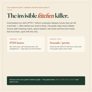 May include: An informational graphic titled The invisible kitchen killer. It details dangers to birds from PTFE fumes and avocado persin, listing sources like non-stick pans and self-cleaning ovens, plus notes on DNA testing for green-cheek birds.