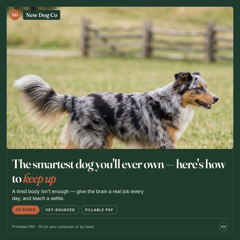 May include: A digital document titled The smartest dog you'll ever own&mdash;here's how to keep up, featuring a blue merle Australian Shepherd. The 28-page vet-sourced fillable PDF includes instructions to give the brain a real job and teach a settle.