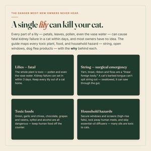May include: An educational infographic titled The danger most new owners never hear. A single lily can kill your cat. It lists hazards including lilies, string, toxic foods, and household dangers with detailed warnings about feline safety.
