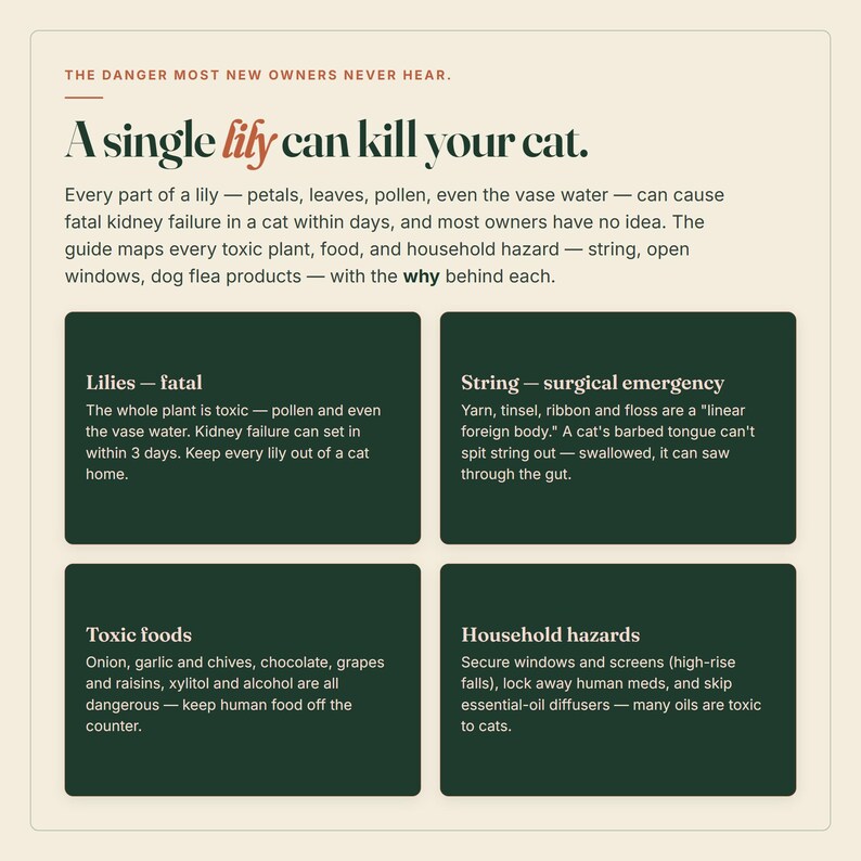 May include: An educational infographic titled The danger most new owners never hear. A single lily can kill your cat. It lists hazards including lilies, string, toxic foods, and household dangers with detailed warnings about feline safety.
