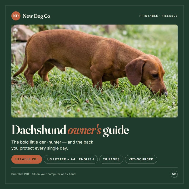 May include: A digital Dachshund owner's guide featuring a brown dog in grass. Text includes New Dog Co, Printable, Fillable, Dachshund owner's guide, The bold little den-hunter, US Letter + A4, English, 28 pages, Vet-sourced, and Printable PDF.