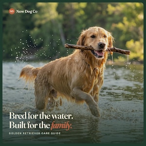 Puede incluir: Un perro golden retriever de pie en el agua, sosteniendo un palo de madera en la boca. El texto dice: ND New Dog Co, Bred for the water. Built for the family. GOLDEN RETRIEVER CARE GUIDE. Gotas de agua salpican el pelaje dorado del perro.